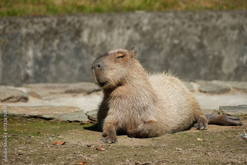 The capybara (Hydrochoerus hydrochaeris) is the largest living rodent ...