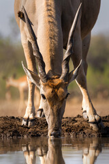 Wall Mural - Common eland antelope (Taurotragus oryx) female comming for a drink at a waterhole in Mashatu Game Reserve in the Tuli Block in Botswana