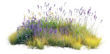 PNG Lavender flower grass vegetation.
