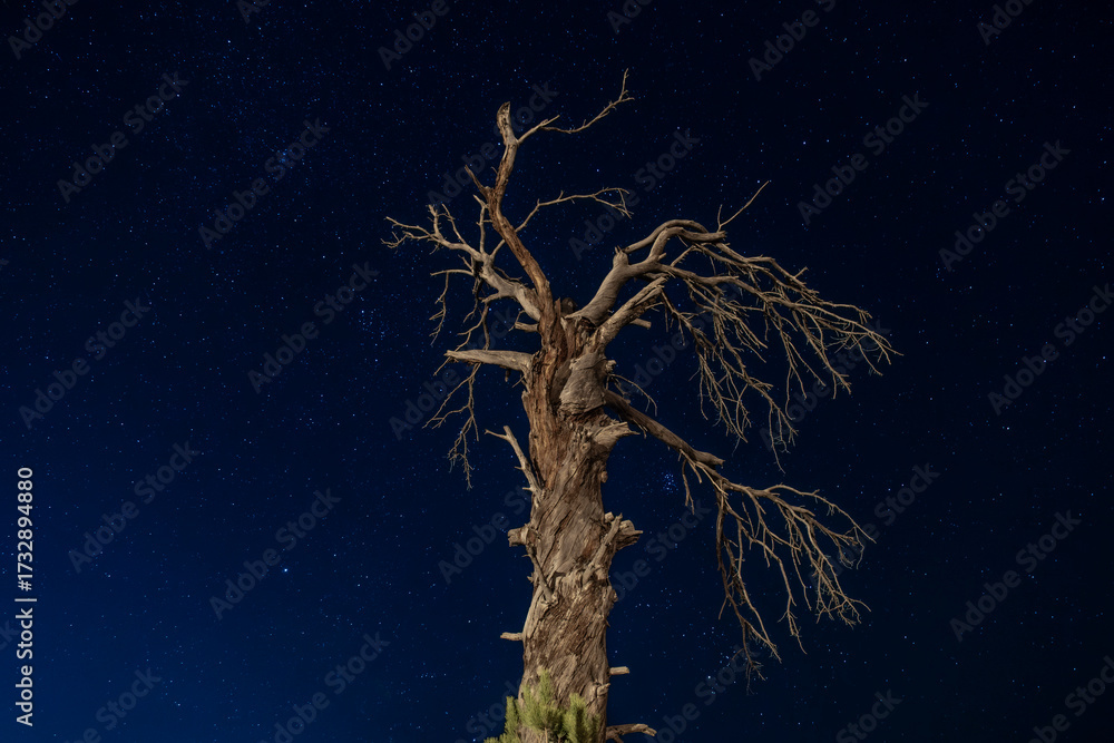 Stock-Foto „Dry tree under starry night sky. Night sky full of stars ...