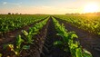 © mergo - Lush green sugar beet field at sunset