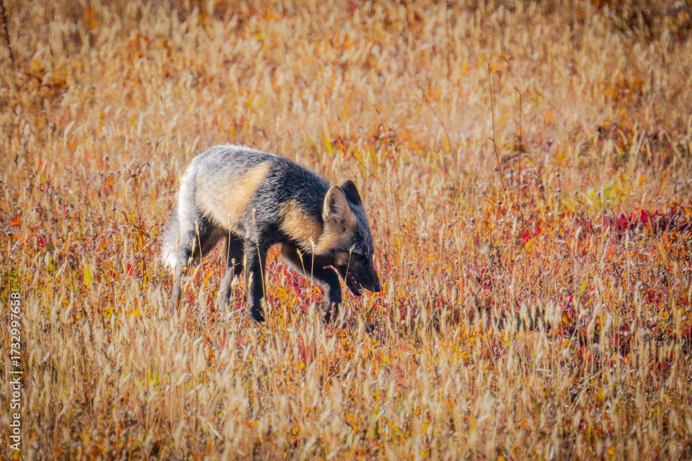 Mount Rainier National Park endangered Cascade Red Foxes in the fall of ...
