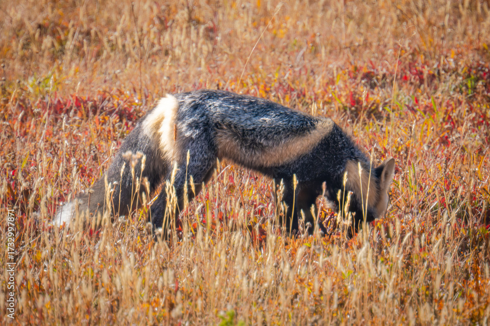 Mount Rainier National Park endangered Cascade Red Foxes in the fall of ...