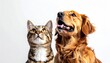 © andi - Cat and golden retriever dog looking upwards with mouths slightly open