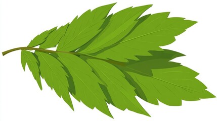 A vibrant green leaf or foliage from a tree or plant, captured in macro or close-up, and isolated on a white background to emphasize its fresh, natural texture and vein structure, suggesting spring or