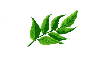 A vibrant green leafy branch with multiple small leaves, isolated on a clean white background, showcasing natural botanical detail.