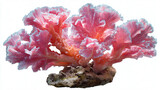 Vibrant pink coral reef isolated on a white transparent background. Detailed marine waterscape element ideal for aquarium design, ocean themes, tropical reef concepts, and underwater visuals.