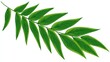 © KOOLAIDMAN100X - Illustration of a branch with many green leaves on a white background.