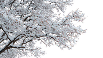 close up of a white tree branch with many leaves isolated on transparent background