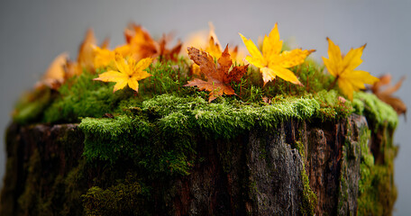 Green moss on rotten tree stump and autumn yellow leaves isolated on view