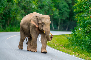 Wall Mural - Its body is gray, its snout is called the trunk. The trunk of the Asian elephant has only one beak. Nakhon Ratchasima, Thailand.