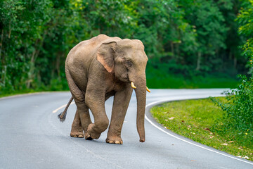 Wall Mural - Its body is gray, its snout is called the trunk. The trunk of the Asian elephant has only one beak. Nakhon Ratchasima, Thailand.