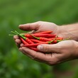 © sri - Hands holding a vibrant bunch of red chili peppers against a lush green background fresh harvest
