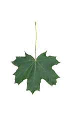 Wall Mural - leaf leaves isolated for background
