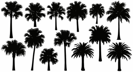 Silhouetted palm trees of various sizes and shapes against a white background.