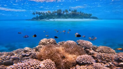 Wall Mural - serene underwater view of a vibrant coral reef near a tropical island in crystal clear blue waters d
