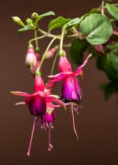 Wall Mural - Pink and Purple Fuchsia Flowers in Soft Focus