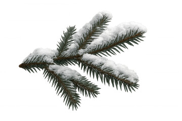 Wall Mural - Pine branch covered with snow, representing winter and christmas theme, transparent background