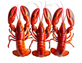 Three bright red cooked crustaceans arranged with claws outstretched on black