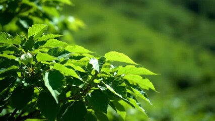 Wall Mural - close-up shot with shallow depth of field of lush green mountain foliage gently swaying in the wind 