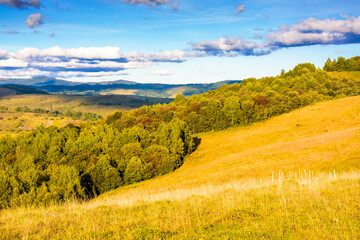 Wall Mural - countryside mountain landscape in autumn. rural field on green hill. beautiful scenery with grassy meadow and forested slope in highland of ukraine under blue sky. scenic carpathian view in afternoon