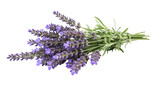 Bunch of lavender flowers isolated on transparent background, aromatic purple blossoms for aromatherapy and relaxation