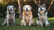 © baoxiangbin - World Dog Day Celebration: Featuring Golden Retrievers, Alaskan Malamutes, and Australian Shepherds—Celebrating Loyalty, Companionship, and the Unique Charms of These Beloved Dog Breeds