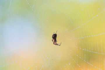 Spotted Orb Weaver Spider Rests on Web with Morning Dew