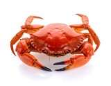 Red crab, whole, isolated on white