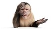 © BAHRUL ULUM - Surprised monkey with hand on head and open mouth asking for help or attention