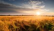 © Emilia - Summer Landscape Image Of Wheat Field At Sunset With Beautiful L