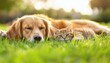 © Studicon - A golden retriever dog sleeps peacefully beside a ginger kitten lying in vibrant green grass on a sunny day.