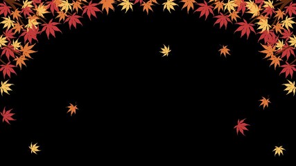 Wall Mural - 4K Animation frame, Autumn Maple leaves falling on on transparent background 	