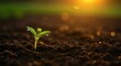 © Ratu - Young plant growing in soil with sunlight during daytime