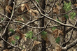 © amir - Real Tree Camouflage for hunting shirt. Forest real tree hunting camouflage seamless pattern design for hunting uniform. Hunting camouflage