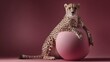 © Tina - A cheetah rests on a large pink ball against a pink background. The cheetah has a spotted coat and a relaxed posture, showcasing its sleek body.