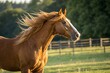 © RAZBIAKTER - Beautiful chestnut horse with a white blaze standing in a grassy field