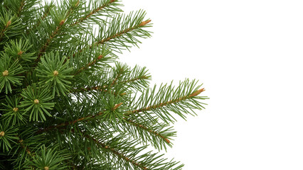 Green fir tree branches isolated on the transparent background, detailed pine needles, nature holiday botanical design element