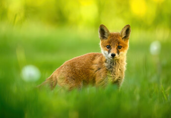 Wall Mural - Cute young red fox ( Vulpes vulpes )