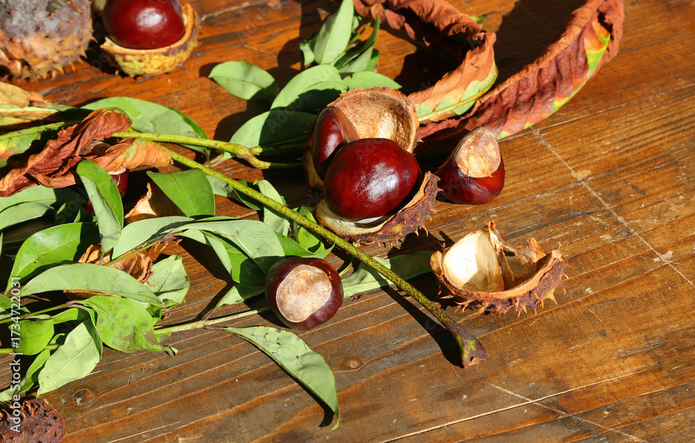 Horse chestnut tree fruits called Buckeye or Conker with burr typical ...