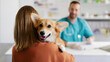 © Home-stock - Pembroke Welsh Corgi dog being held by his female owner during visit at vet clinic, panorama with copy space, banner. Pet health care concept