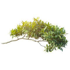 Green Tree Branch With Fresh Leaves And Natural Foliage Isolated For Nature Design Concept