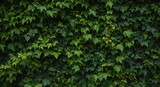 Dense green ivy leaves creating natural wall texture background