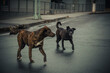 © Francisco - Dois cães de rua caminhando em uma rua molhada, em ambiente urbano e silencioso, transmitindo sensação de abandono e solidão.