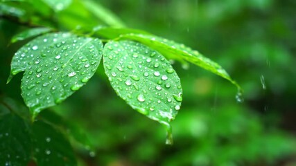 Wall Mural - Cinematic close-up of rainwater glistening on vibrant green leaves in a lush forest with a soft, natural light growth, beauty, ecology
