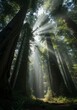 © atex - Majestic Redwood Forest Illuminated by Sunlight Rays