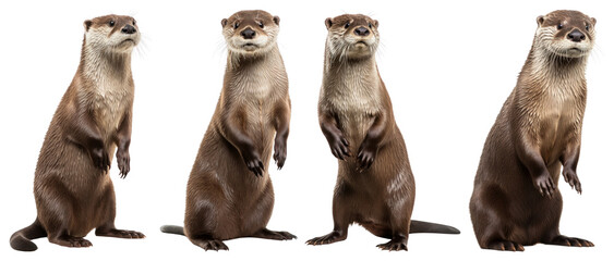 Wall Mural - Playful otters standing together