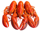 Five freshly cooked red crustaceans arranged on a black background