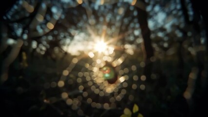 Ethereal sun-drenched spiderweb with shimmering dewdrops, showcasing nature's delicate artistry amidst a soft-focus forest backdrop at dawn, creating a beautiful bokeh