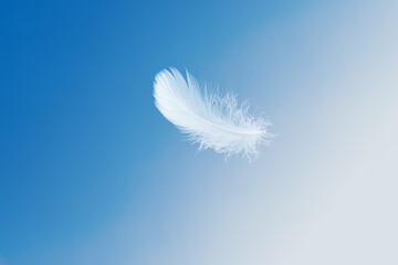 Wall Mural - soft white feather floating on a blue sky. fluffy downy. freedom, floating freely, peace. softness o